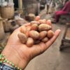 Orogbo (Bitter Kola)