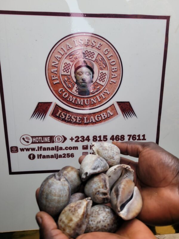 Aje (olokun cowrie shells)